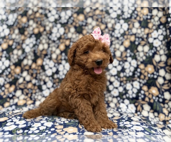 Medium Photo #5 Cock-A-Poo Puppy For Sale in LAKELAND, FL, USA
