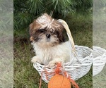 Small #2 Shih Tzu