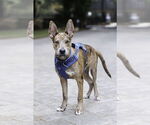Small #1 Catahoula Leopard Dog Mix