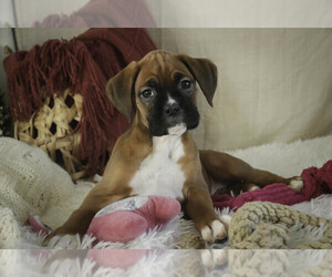 Boxer Puppy for sale in SHIPSHEWANA, IN, USA