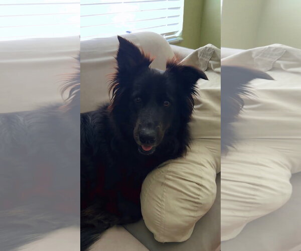 Medium Photo #14 Border Collie-Unknown Mix Puppy For Sale in Valrico, FL, USA