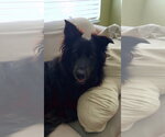 Small #13 Border Collie Mix