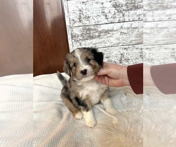 Medium Photo #1 Aussiedoodle Puppy For Sale in FREMONT, MI, USA