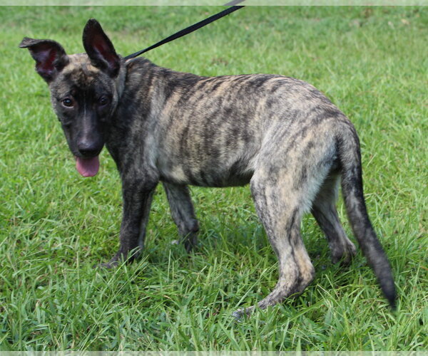 Medium Photo #2 Mutt Puppy For Sale in Prattville, AL, USA