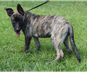 Roo 44342 - Female Mutt Dog for Adoption - Photo #2