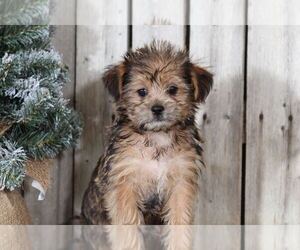 Yorkshire Terrier Puppy for sale in MOUNT VERNON, OH, USA