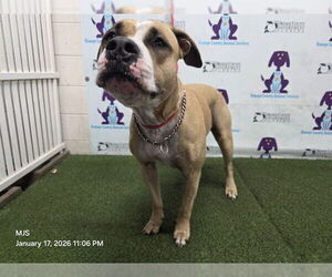 Boxer-Unknown Mix Dogs for adoption in Orlando, FL, USA
