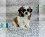 Small #3 Shih Tzu