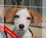 Heath - Male Border Collie-Collie Mix Dog for Adoption - Small photo