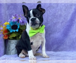 Boston Terrier Puppy for sale in LANCASTER, PA, USA