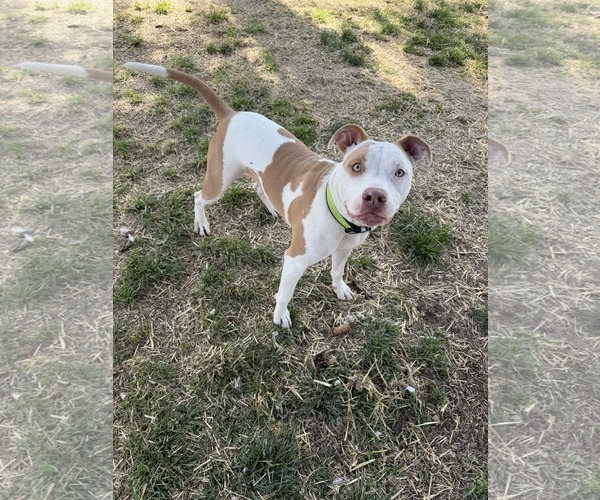 Medium Photo #4 Mutt Puppy For Sale in Sandy, UT, USA