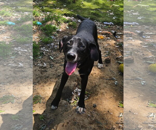 Medium Photo #9 Labbe Puppy For Sale in Tracy City, TN, USA