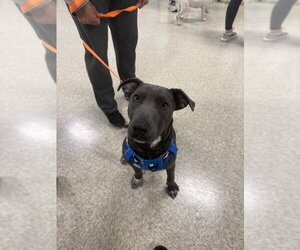 Hopper   (2026) - Male Mutt Dog for Adoption - Photo #11