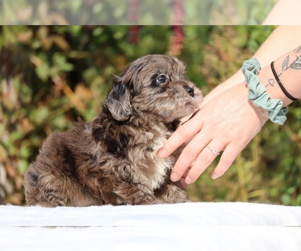 Medium Photo #28 ShihPoo Puppy For Sale in DYERSBURG, TN, USA