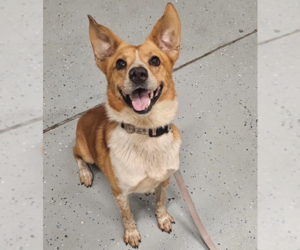 Redford - Male Labrador Retriever-Unknown Mix Dog for Adoption - Photo #7
