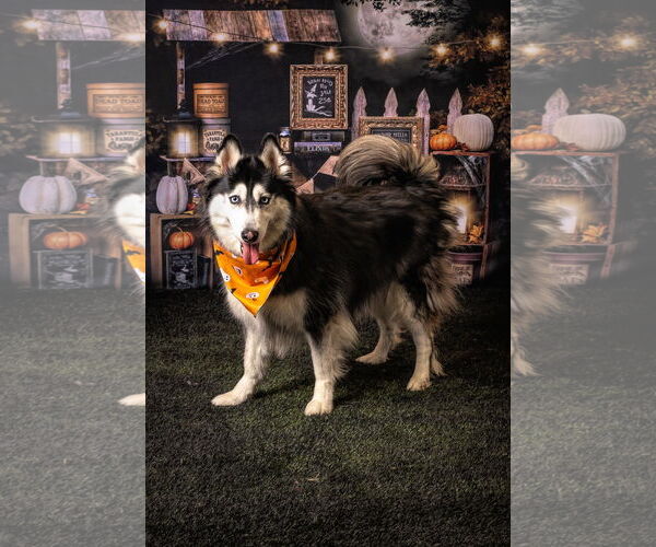 Medium Photo #1 Siberian Husky Puppy For Sale in Carrollton, TX, USA