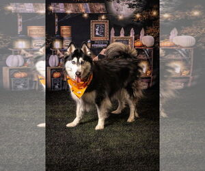 Siberian Husky Dogs for adoption in Carrollton, TX, USA
