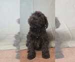 Small #7 Schnauzer (Miniature)