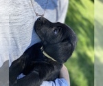 Small Photo #9 Labrador Retriever Puppy For Sale in BREWSTER, WA, USA