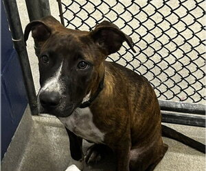 Plott Hound-Unknown Mix Dogs for adoption in Sterling, MA, USA