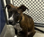 Rocco 5mo (AVA 10/21) - Male Plott Hound-Unknown Mix Dog for Adoption - Small photo