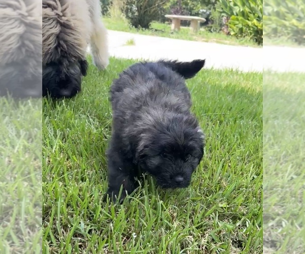 Medium Photo #5 Bouvier Des Flandres Puppy For Sale in WALKER, LA, USA