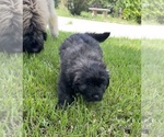Small #4 Bouvier Des Flandres