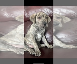 Cane Corso-Siberian Husky Mix Puppy for sale in RAWSONVILLE, MI, USA