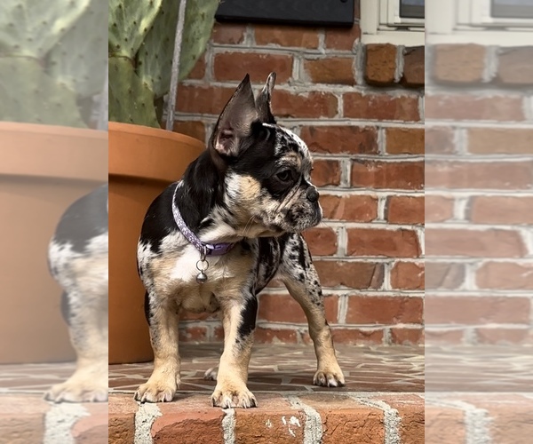 Medium Photo #2 French Bulldog Puppy For Sale in CLINTON, NC, USA