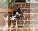 Small Photo #2 French Bulldog Puppy For Sale in CLINTON, NC, USA