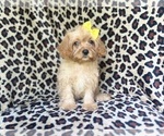 Small #2 Cavapoo