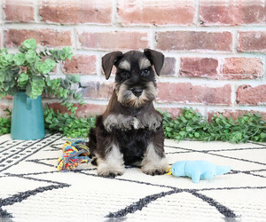 Schnauzer (Miniature) Puppy for sale in SYRACUSE, IN, USA