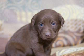 Labrador Retriever Puppy for sale in LEETONIA, OH, USA