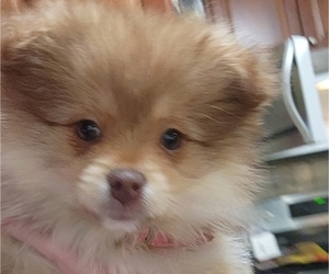Pomeranian Puppy for sale in HUDSON, OH, USA