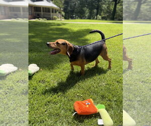 ACE - Male Beagle Dog for Adoption - Photo #4