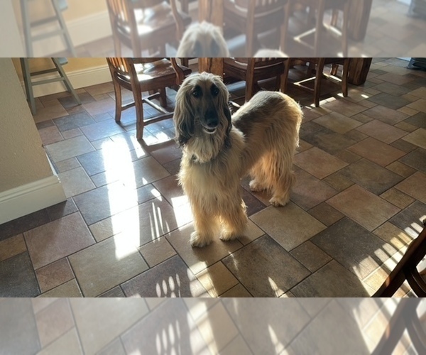 Medium Photo #1 Afghan Hound Puppy For Sale in VIDALIA, GA, USA