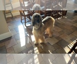 Small Photo #1 Afghan Hound Puppy For Sale in VIDALIA, GA, USA