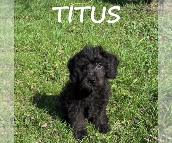 Medium Photo #1 YorkiePoo Puppy For Sale in HARTLAND, MN, USA