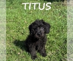Small YorkiePoo