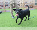 Small #1 Labrador Retriever Mix