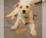 Small Norfolk Terrier Mix