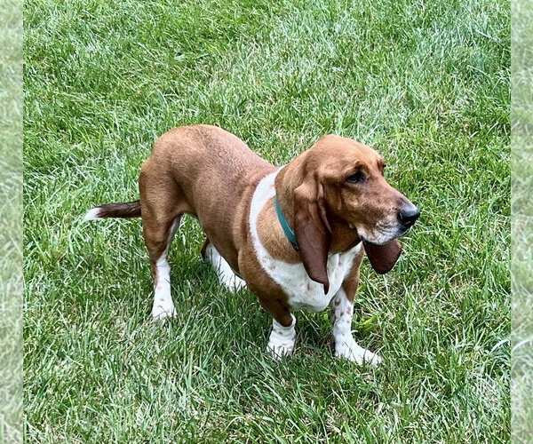 Medium Photo #7 Basset Hound Puppy For Sale in Brookville, OH, USA