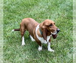Small #6 Basset Hound