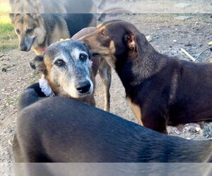 Honey - TX - PENDING ADOPTION - Female Mutt Dog for Adoption - Photo #8