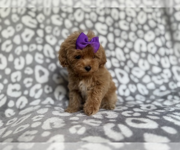 Medium Photo #8 Cockapoo (Miniature) Puppy For Sale in LAKELAND, FL, USA