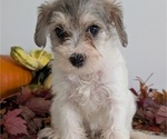 Small Photo #45 Schnoodle (Miniature) Puppy For Sale in GOSHEN, IN, USA
