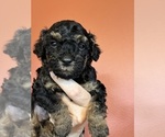 Puppy Ruth Poodle (Miniature)