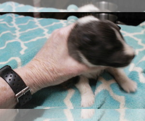 Medium Shetland Sheepdog