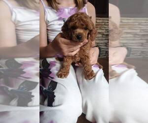 Poodle (Toy) Puppy for Sale in SAN DIEGO, California USA