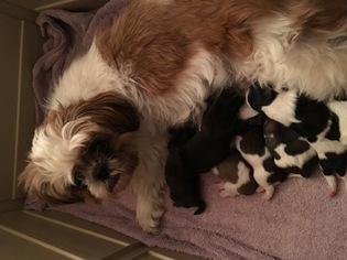 Mother of the Mal-Shi puppies born on 02/27/2018